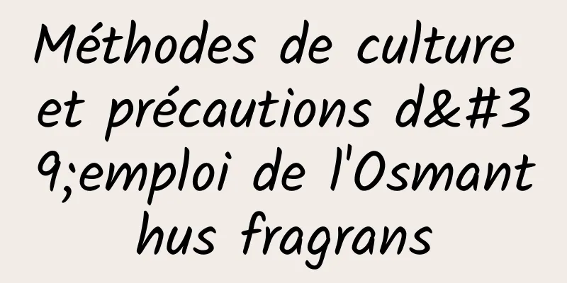 Méthodes de culture et précautions d'emploi de l'Osmanthus fragrans