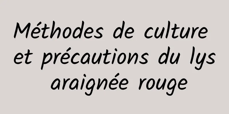 Méthodes de culture et précautions du lys araignée rouge