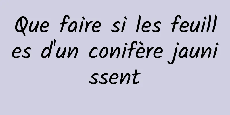 Que faire si les feuilles d'un conifère jaunissent