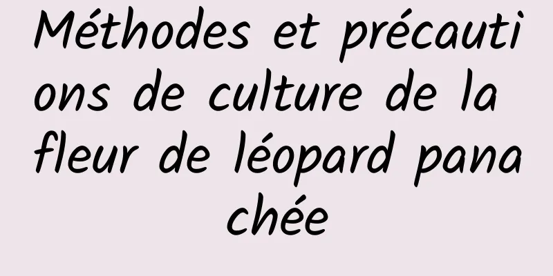 Méthodes et précautions de culture de la fleur de léopard panachée