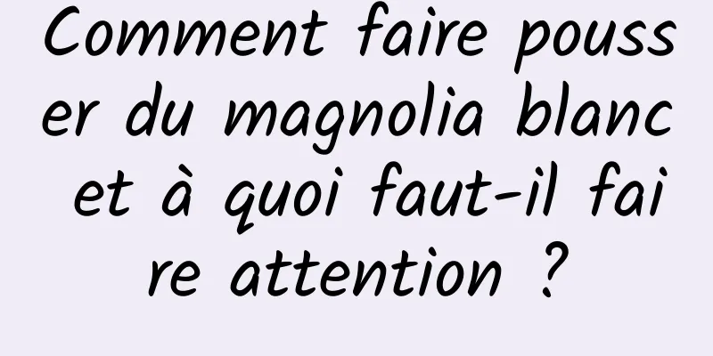 Comment faire pousser du magnolia blanc et à quoi faut-il faire attention ?