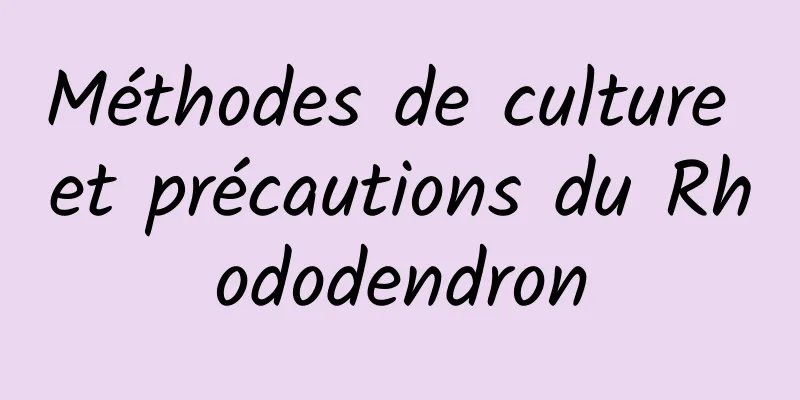 Méthodes de culture et précautions du Rhododendron