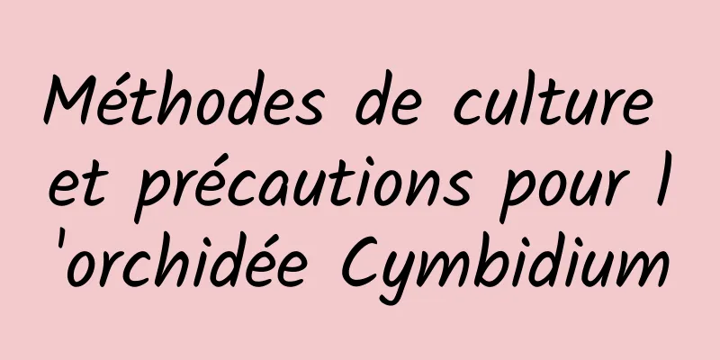 Méthodes de culture et précautions pour l'orchidée Cymbidium