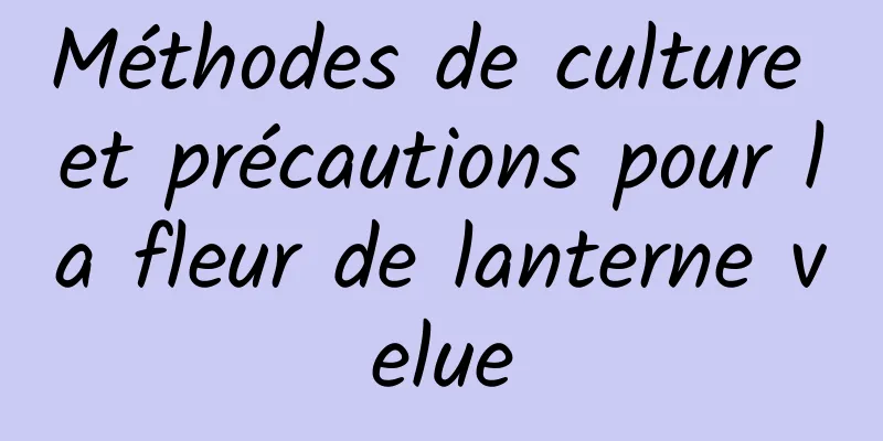 Méthodes de culture et précautions pour la fleur de lanterne velue