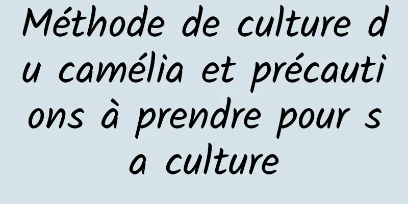 Méthode de culture du camélia et précautions à prendre pour sa culture