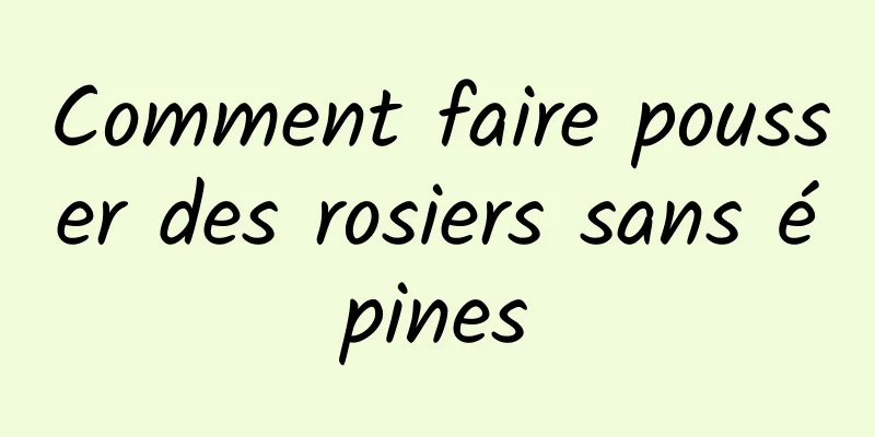 Comment faire pousser des rosiers sans épines