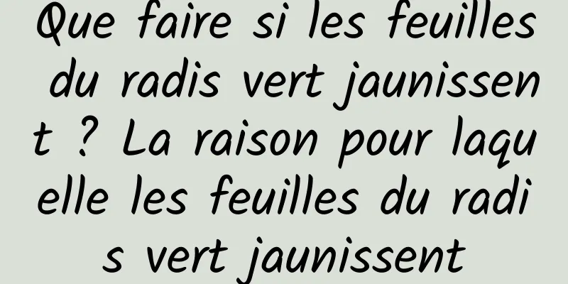 Que faire si les feuilles du radis vert jaunissent ? La raison pour laquelle les feuilles du radis vert jaunissent