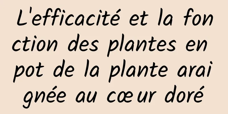 L'efficacité et la fonction des plantes en pot de la plante araignée au cœur doré