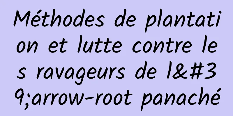 Méthodes de plantation et lutte contre les ravageurs de l'arrow-root panaché