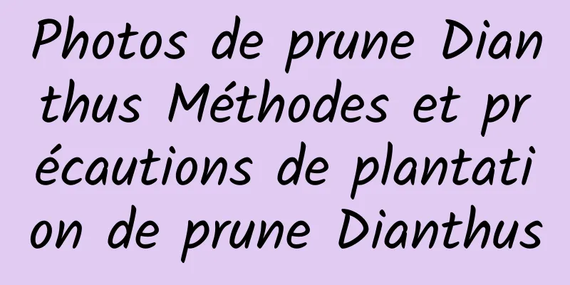 Photos de prune Dianthus Méthodes et précautions de plantation de prune Dianthus