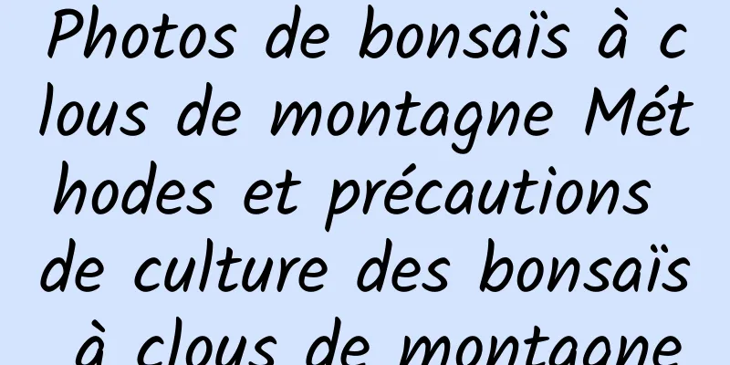 Photos de bonsaïs à clous de montagne Méthodes et précautions de culture des bonsaïs à clous de montagne