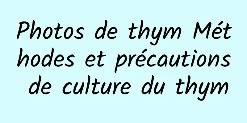 Photos de thym Méthodes et précautions de culture du thym