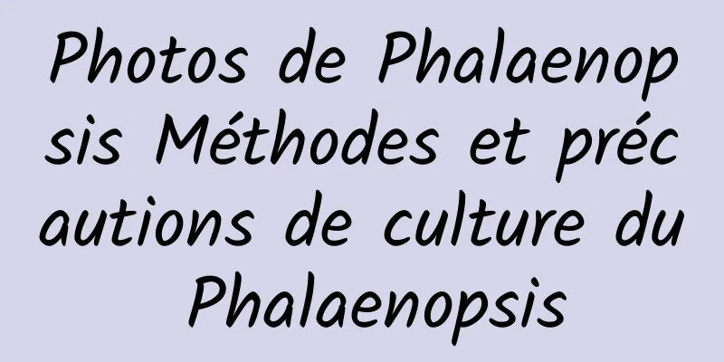 Photos de Phalaenopsis Méthodes et précautions de culture du Phalaenopsis