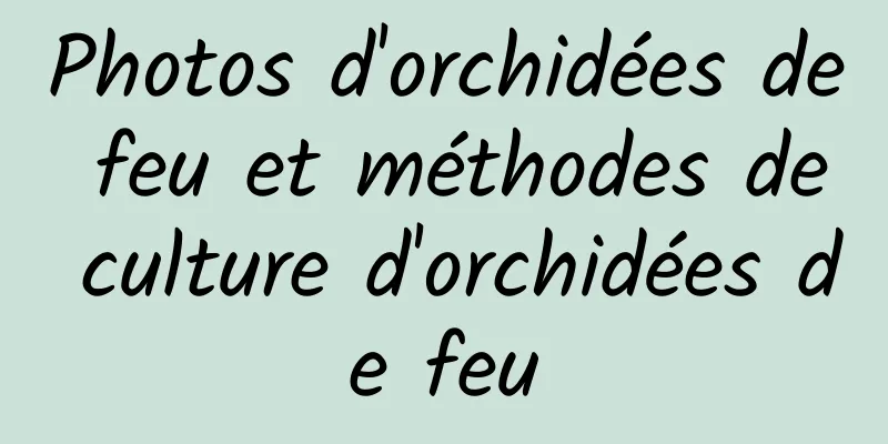 Photos d'orchidées de feu et méthodes de culture d'orchidées de feu