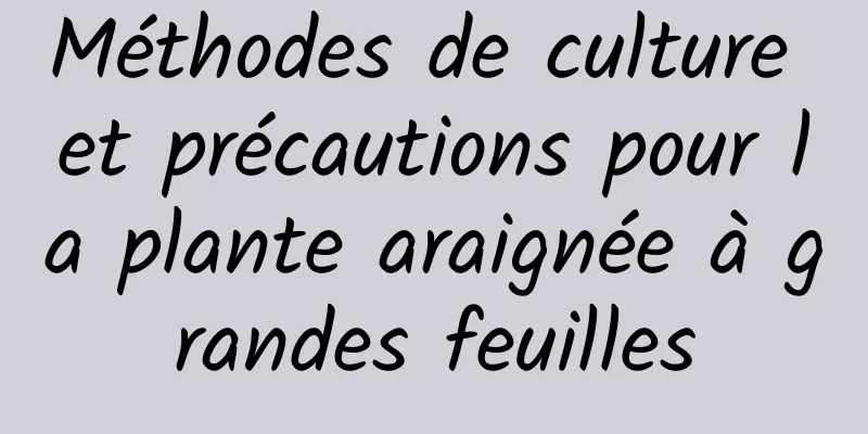 Méthodes de culture et précautions pour la plante araignée à grandes feuilles