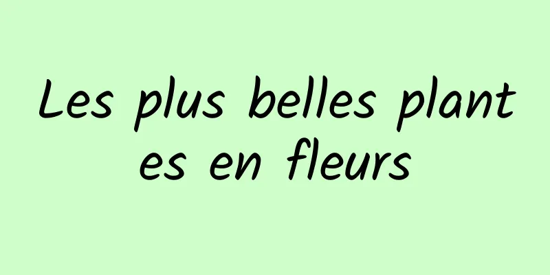 Les plus belles plantes en fleurs