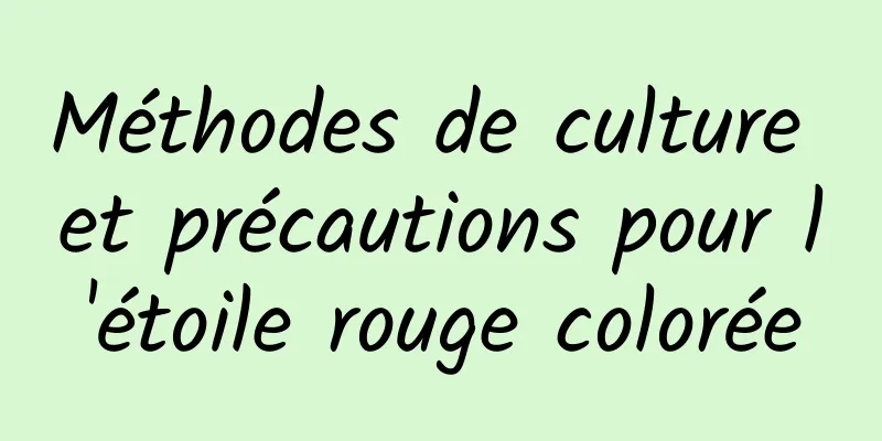 Méthodes de culture et précautions pour l'étoile rouge colorée