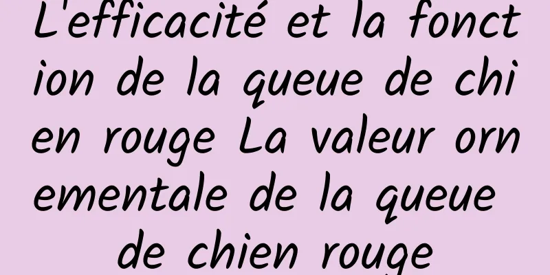 L'efficacité et la fonction de la queue de chien rouge La valeur ornementale de la queue de chien rouge