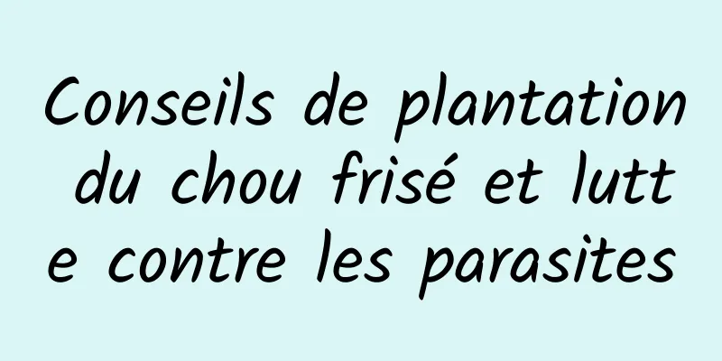 Conseils de plantation du chou frisé et lutte contre les parasites