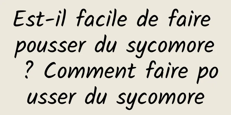 Est-il facile de faire pousser du sycomore ? Comment faire pousser du sycomore