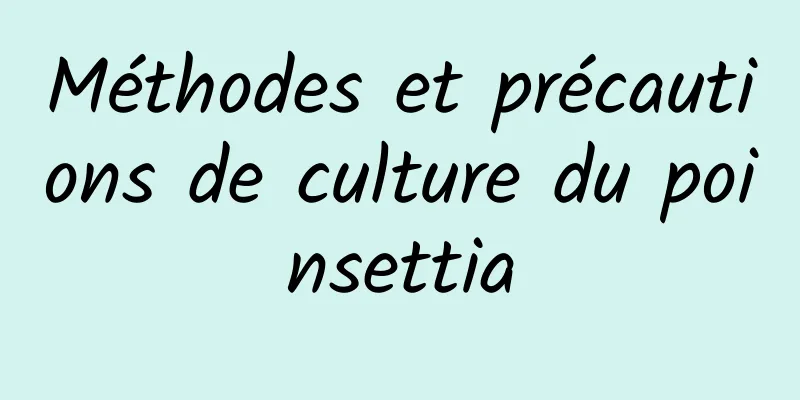 Méthodes et précautions de culture du poinsettia