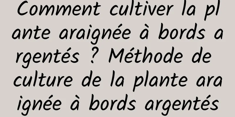 Comment cultiver la plante araignée à bords argentés ? Méthode de culture de la plante araignée à bords argentés