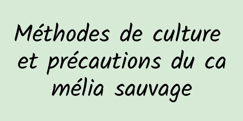 Méthodes de culture et précautions du camélia sauvage