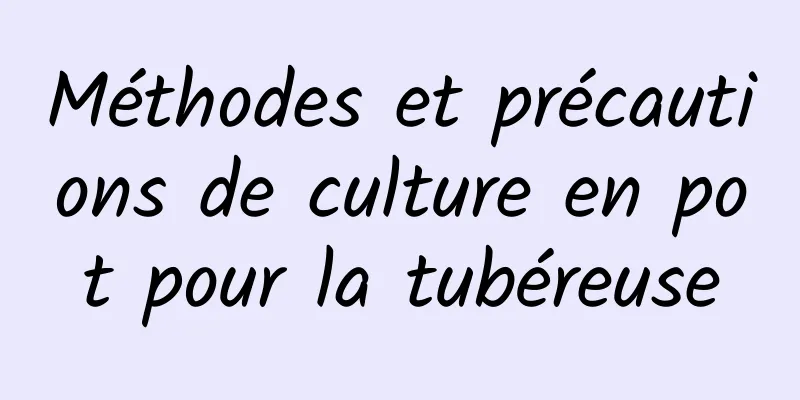 Méthodes et précautions de culture en pot pour la tubéreuse