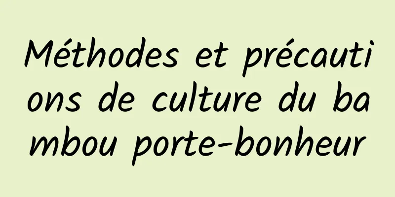 Méthodes et précautions de culture du bambou porte-bonheur