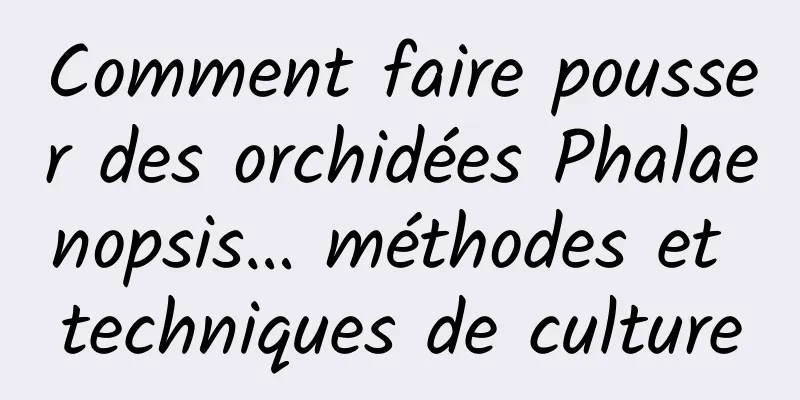 Comment faire pousser des orchidées Phalaenopsis… méthodes et techniques de culture