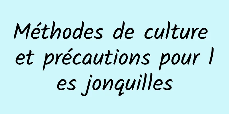 Méthodes de culture et précautions pour les jonquilles