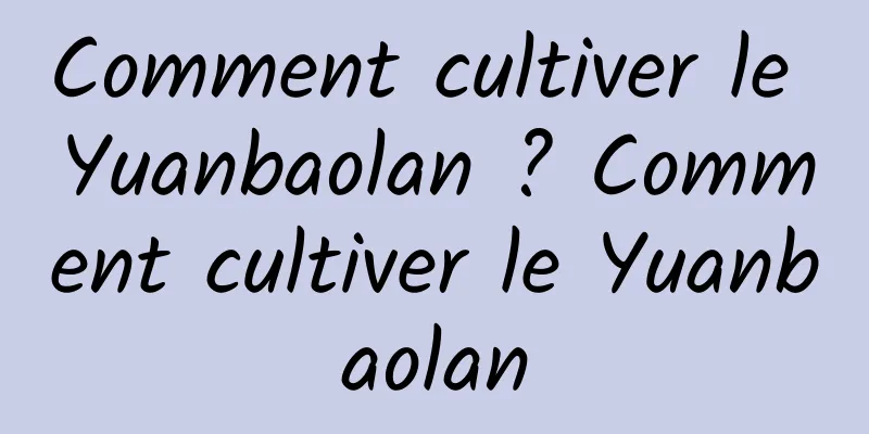 Comment cultiver le Yuanbaolan ? Comment cultiver le Yuanbaolan