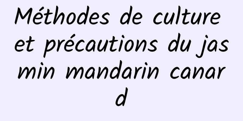 Méthodes de culture et précautions du jasmin mandarin canard