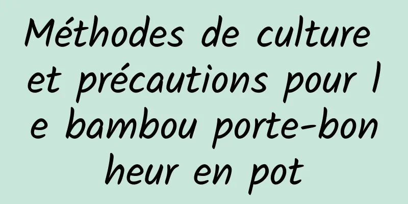 Méthodes de culture et précautions pour le bambou porte-bonheur en pot