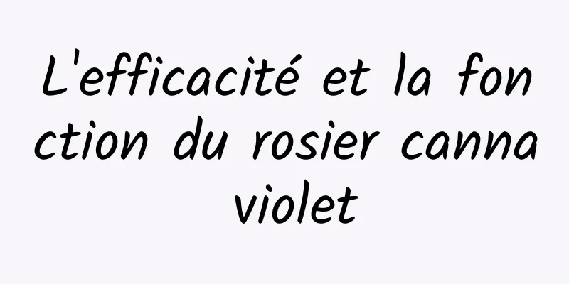 L'efficacité et la fonction du rosier canna violet