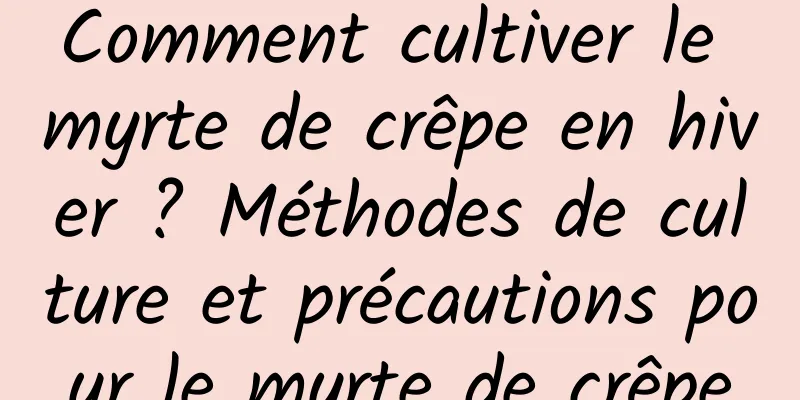 Comment cultiver le myrte de crêpe en hiver ? Méthodes de culture et précautions pour le myrte de crêpe