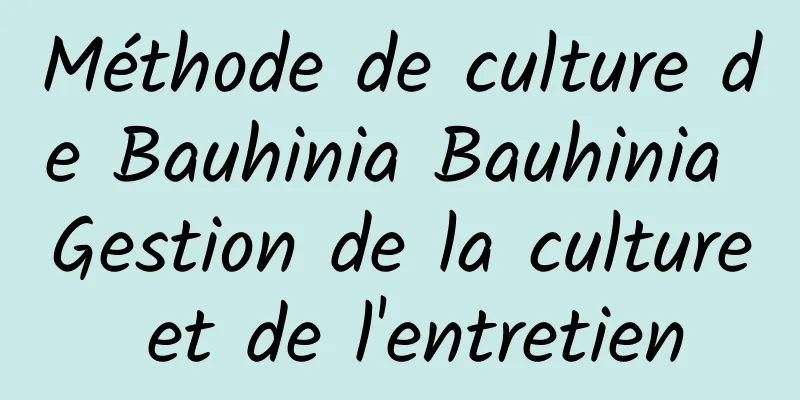 Méthode de culture de Bauhinia Bauhinia Gestion de la culture et de l'entretien