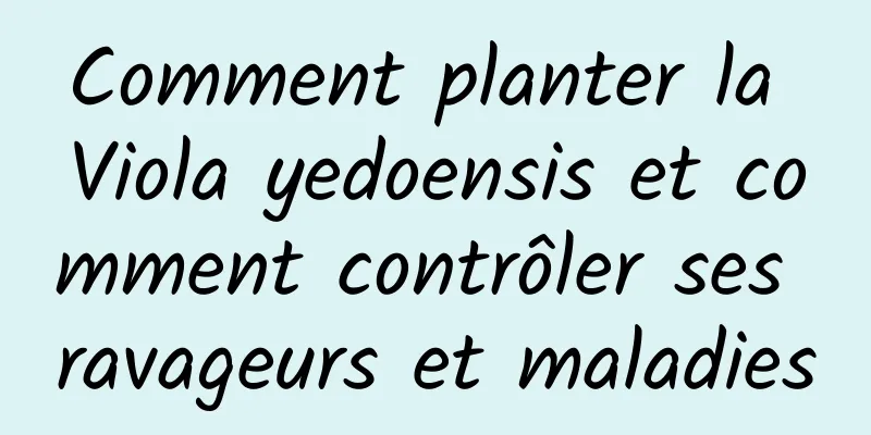 Comment planter la Viola yedoensis et comment contrôler ses ravageurs et maladies