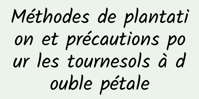 Méthodes de plantation et précautions pour les tournesols à double pétale