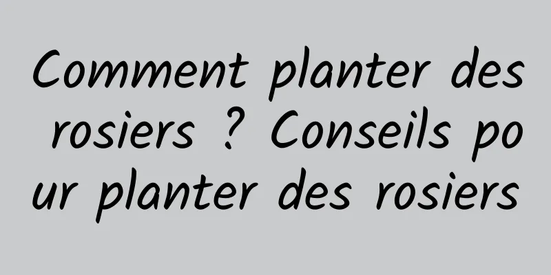 Comment planter des rosiers ? Conseils pour planter des rosiers