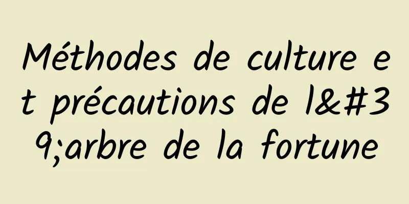 Méthodes de culture et précautions de l'arbre de la fortune