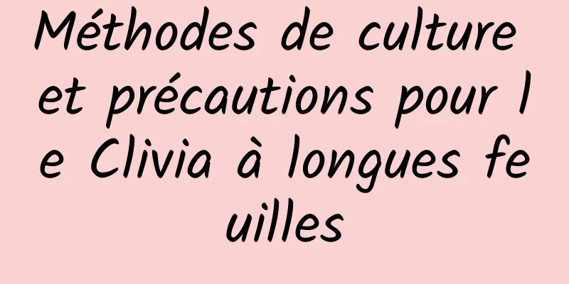 Méthodes de culture et précautions pour le Clivia à longues feuilles