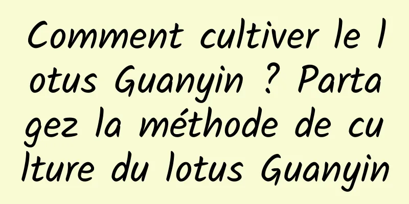 Comment cultiver le lotus Guanyin ? Partagez la méthode de culture du lotus Guanyin