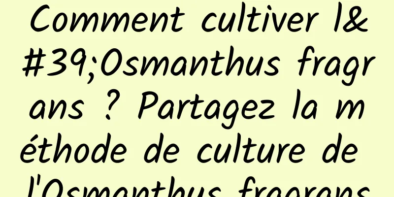 Comment cultiver l'Osmanthus fragrans ? Partagez la méthode de culture de l'Osmanthus fragrans