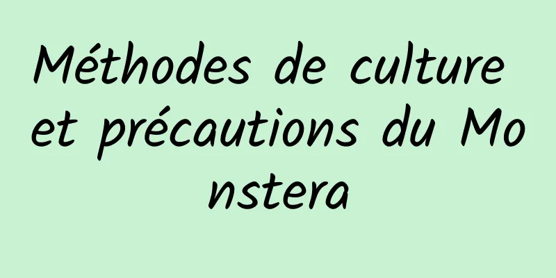 Méthodes de culture et précautions du Monstera