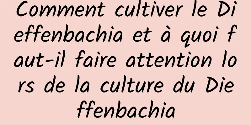 Comment cultiver le Dieffenbachia et à quoi faut-il faire attention lors de la culture du Dieffenbachia