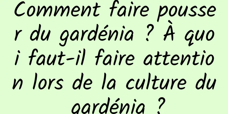 Comment faire pousser du gardénia ? À quoi faut-il faire attention lors de la culture du gardénia ?