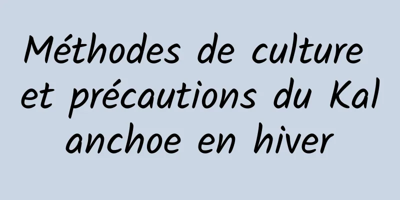 Méthodes de culture et précautions du Kalanchoe en hiver