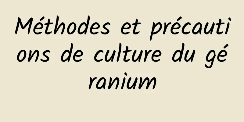 Méthodes et précautions de culture du géranium