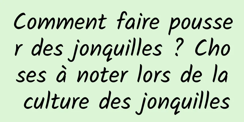 Comment faire pousser des jonquilles ? Choses à noter lors de la culture des jonquilles